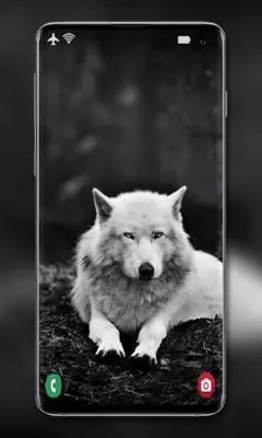 Wolf Wallpaper android App screenshot 1